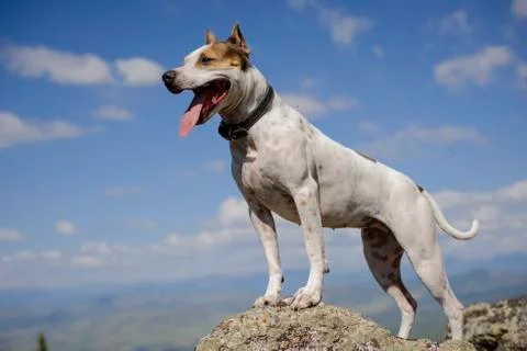 The dog is standing on the rocks Stock Photos
