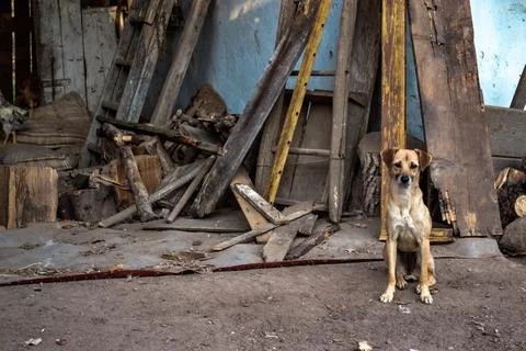 Dog standing in rustic yard with old wooden boards Foto stock