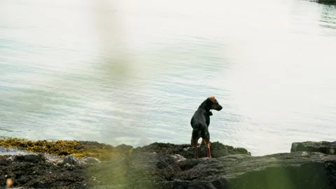 Dog standing by the sea Video stock 311009338