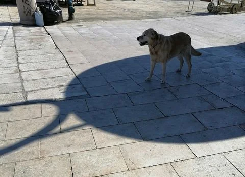 A dog standing in the shadow Stock Photos