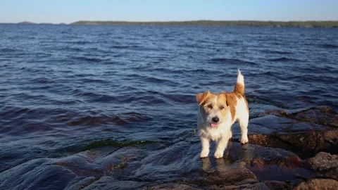 Dog standing on the shore of a lake. Wirehaired Jack Russell Terrier on a hike.  Video stock 286805565