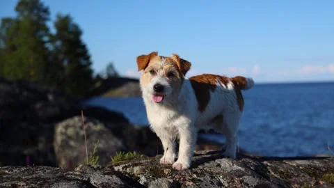 Dog standing on the shore of a lake. Wirehaired Jack Russell Terrier on a hike.  Video stock 286806025