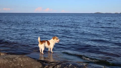 Dog standing on the shore of a lake. Wirehaired Jack Russell Terrier on a hike.  Video stock 286806592