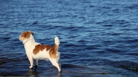 Dog standing on the shore of a lake. Wirehaired Jack Russell Terrier on a hike.  Video stock 286806749