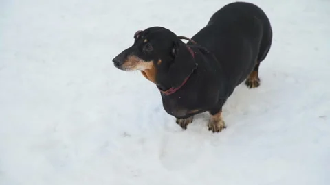 The Dog is Standing on the Snow Stock Footage 99942621