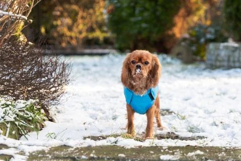 Dog standing in the snow Stock Photos