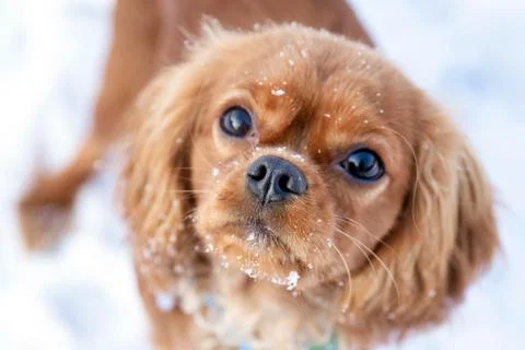 Dog standing in the snow Stock Photos