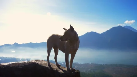 Dog is standing on stone, against a background of blue mountains and looks back. Stock Footage 104663229