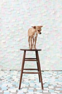 Dog standing on stool surrounded by adhesive notes Stock Photos