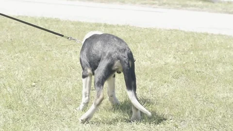 A dog standing on top of a grass covered field Stock Footage 155357295