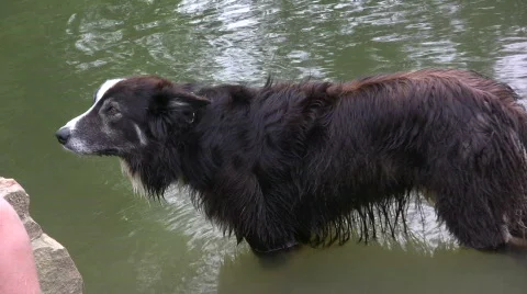 Dog Standing in Water Video stock 491838