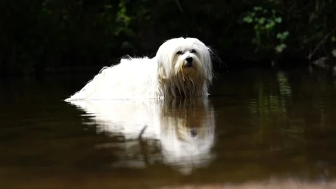 Dog is standing in the water Stock Footage 85688869