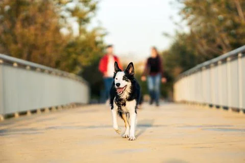 Dog standing while walking with its owners throug a bridge in a park Stock Photos