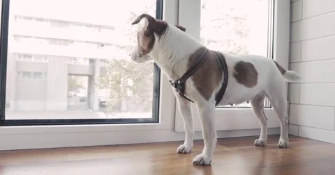 Dog is standing on the window waiting for owner Stock Footage 80962014