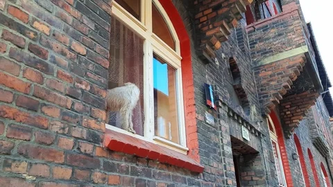 Dog is standing on the windowsill Stock Footage 267462136
