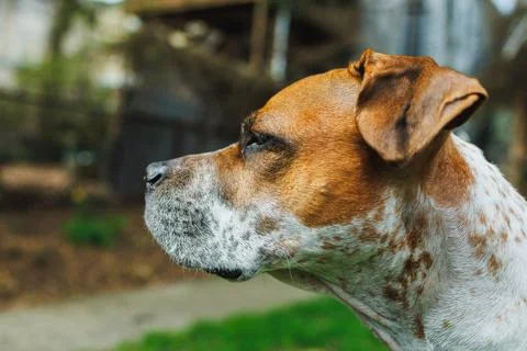 Dog standing in a yard looking to the side while enjoying the outdoors duri.. Fotos Stock