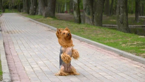Dog stands on back legs Stock Footage 95283835