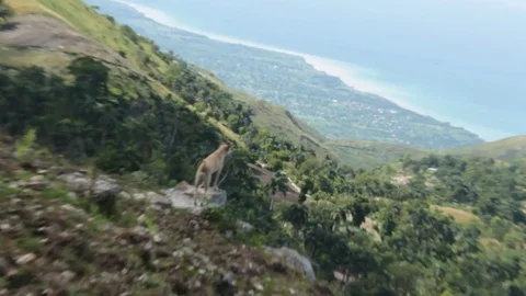 Dog Stands by Cliff Stock Footage 83733724