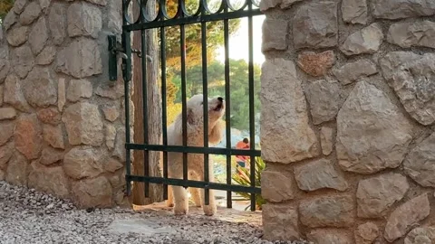 Dog stands by gate at sunset in quiet garden setting near stone wall Stock Footage 339080217
