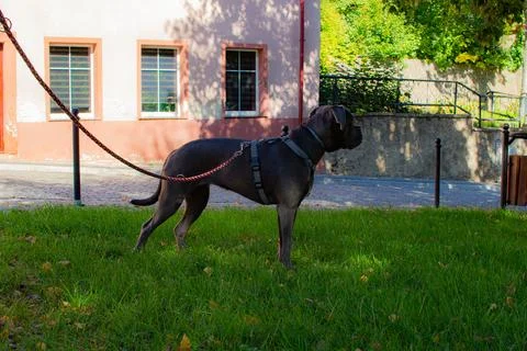 Dog stands on grass while on a leash near a colorful building Stock Photos