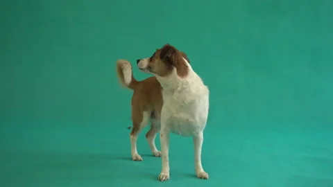 Dog stands on green background Stock Footage 87988086