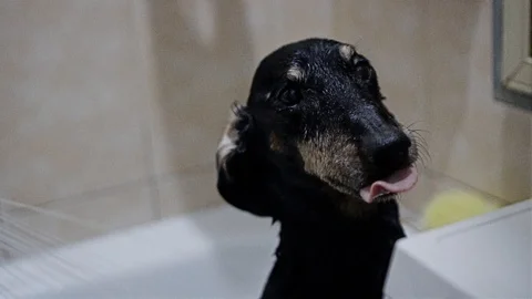 The dog stands with his paws on the edge of the bath Stock Footage 108936720