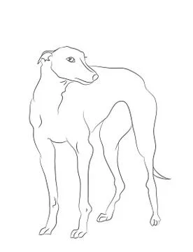 Dog stands, lines, vector Illustrazione stock