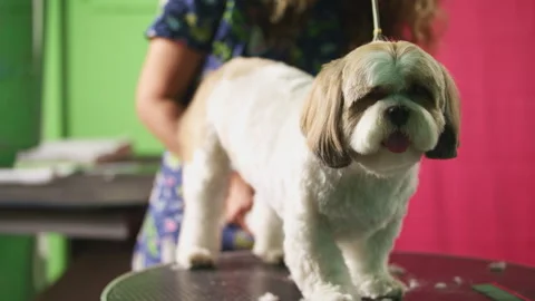 Dog stands on parlor table while groomer inspects him Stock Footage 274624395
