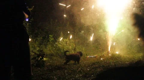 Dog stands ready to attack firework Stock Footage 40207048