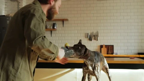 The dog stands on the sofa in the kitchen and takes away a toy from a man of 30s Stock Footage 234827284