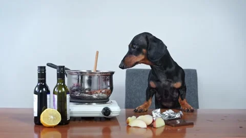 Dog stands at table with tools for preparing mulled wine Video stock 276805335