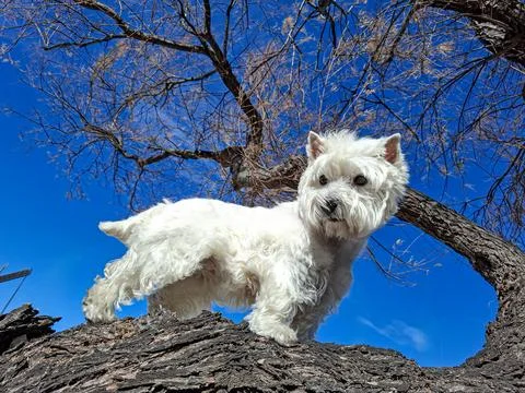 Dog stands on a tree trunk under a blue sky in a sunny outdoor area during .. Stock Photos
