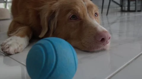 Dog Staring at Blue Ball on the Floor Stock Footage 285566400