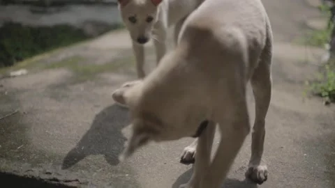 The dog is staring at the camera Stock Footage 147722466