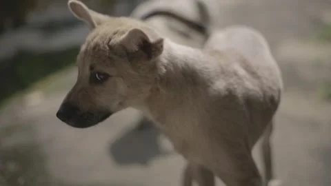 The dog is staring at the camera Stock Footage 147722492