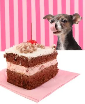 Dog staring at cherry chocolate cake Stock Illustration