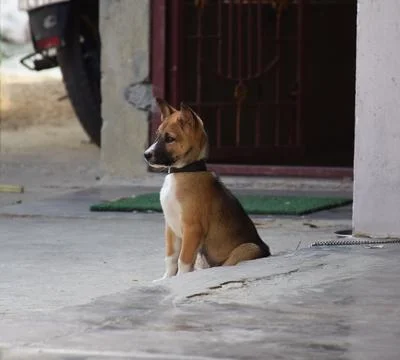 Dog staring Stock Photos