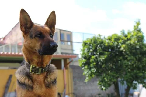 Dog staring at the prey Stock Photos