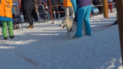 The dog starts moving on command and hauls the skier along the snowy road. Video stock 122933013