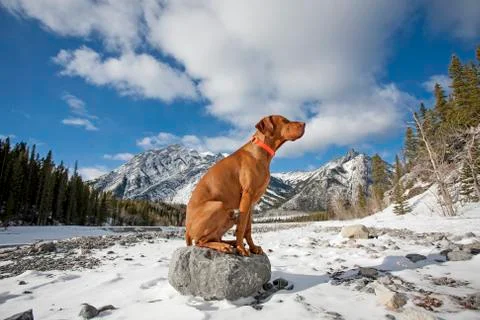 Dog like a statue Foto stock