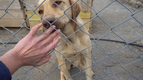 Dog is stealing some love touch through metal fencing Stock Footage 88085730