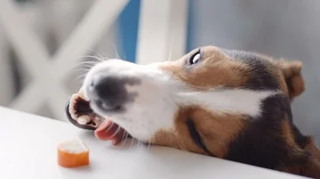 Dog steals food from table Vídeo Stock 86067535