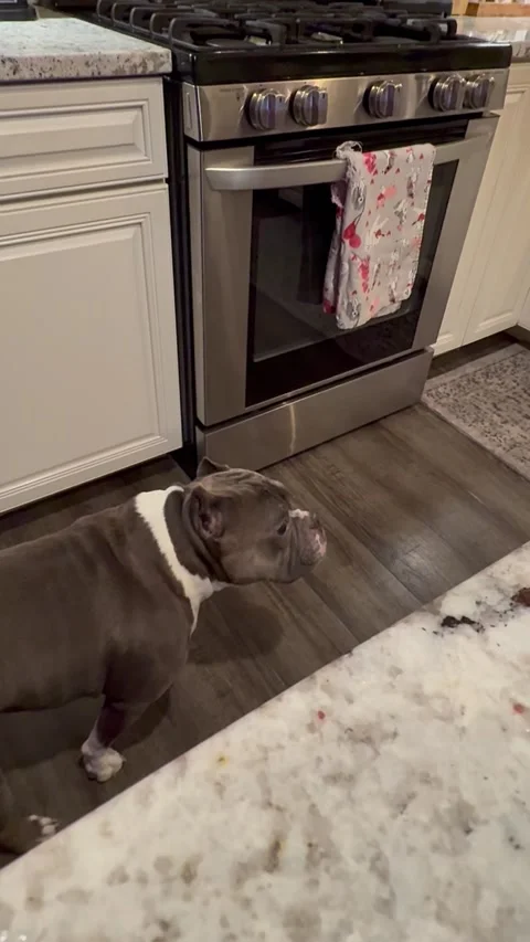 Dog Steals Kitchen Towel, Bethlehem, Pennsylvania, USA - 24 Nov 2025 Stock Footage 330129286