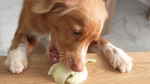 Dog steals a lettuce leaf from the table. Stock Footage 256185836