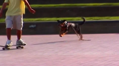 Dog Steals Skateboard and Rides Off Stock Footage