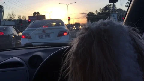 Dog at steering wheel at red light in sunset Stock Footage 73560808