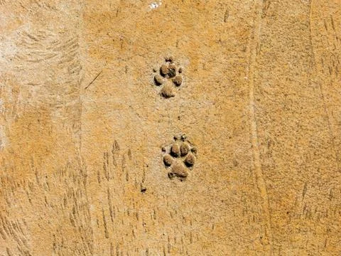 Dog steps on cement floor - semiotic indices Stock Photos