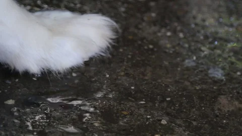 A dog steps into puddle and move on, Close up Stock Footage 70976884