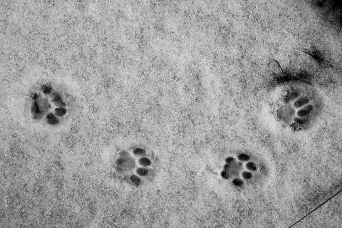 Dog Steps on the snow Stock Photos