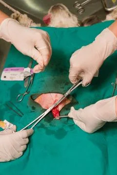 Dog in sterilization operation Stock Photos